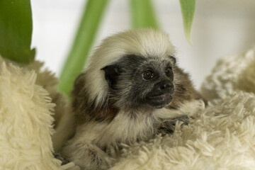 Cotton-top tamarin resting on soft textured surface with distinctive white crest and expressive face