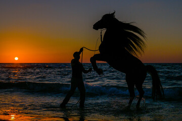 Horse Rearing on the Beach at Sunset