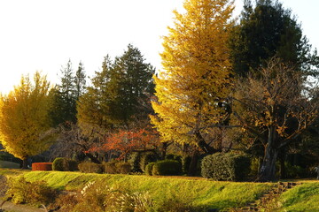 Fototapeta premium 燃える秋