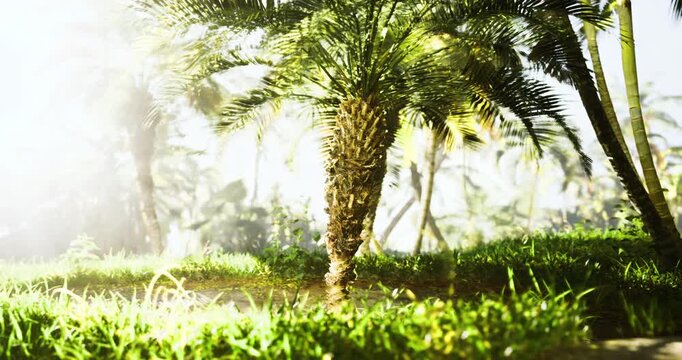 Vibrant green grass and tall palm trees thrive under warm sunlight in a tropical location. Nature flourishes, inviting serenity and calm during a bright day.