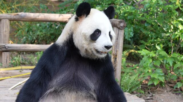 Giant panda eating bamboo,Wild Animals.   