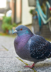 A pigeon stands motionless, not stirring a muscle.