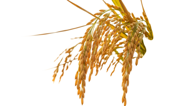 Golden ripe rice stalks with detailed grains and leaves, isolated on a transparent background, cutout, PNG