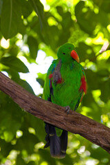 Vertical of a Eclectus Parrot, Eclectus roratus