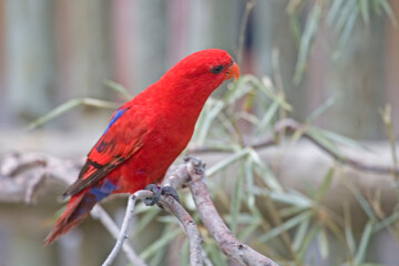 Red Lory, 	Eos bornea, perched