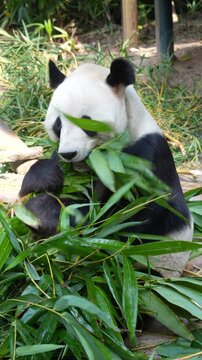 Giant panda eating bamboo,Wild Animals.   