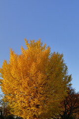 Fototapeta premium 燃える秋