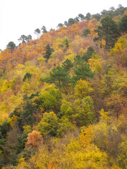Italia, Toscana, Reggello, Firenze. il bosco in autunno.