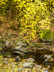 Italia, Toscana, Reggello, Firenze. il bosco in autunno.