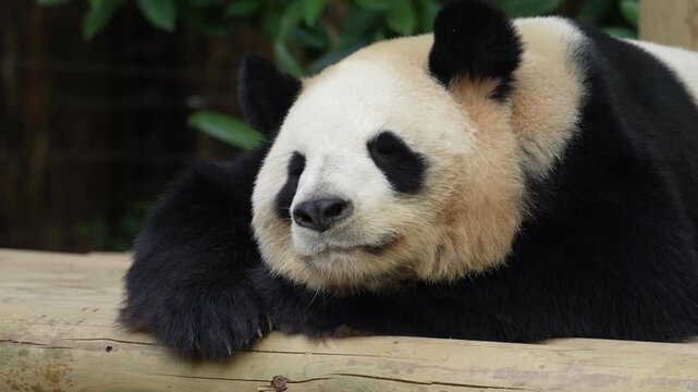 Giant panda eating bamboo,Wild Animals.   
