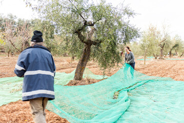 Traditional Olive Harvest in a Sunny Grove With Workers Gathering Olives