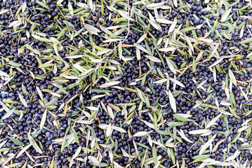 Detail of Freshly Harvested Raw Olives Surrounded by Leaves on the Ground