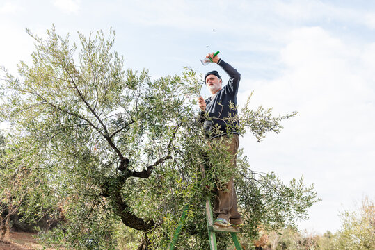 Senior Man Harvesting Olives Using a Traditional Ladder in a Sunny Grove - Powered by Adobe