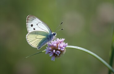 Obraz premium White butterfly with black spots rests on purple flower. Delicate wings, detailed antennae, soft green blurred background. Nature scene, insect life.