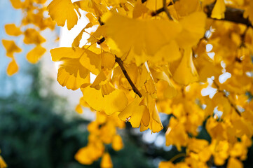 Tradition Chinese ancient architecture of house window and wall with yellow ginkgo leave tree