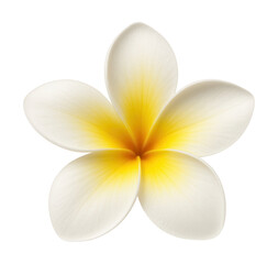 Fototapeta premium Frangipani flower featuring five petals with a white to yellow gradient.