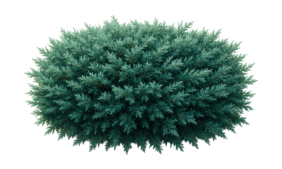 Dense mat of low-growing juniper with fine, blue-green needles.