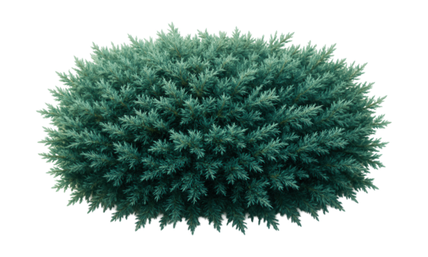 Dense mat of low-growing juniper with fine, blue-green needles.