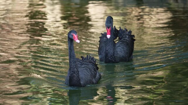 black swan float in pond water