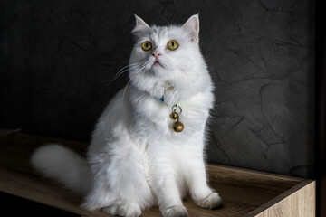  Beautiful kitten at the cat show.