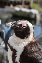 Pinguin, Brillenpinguin