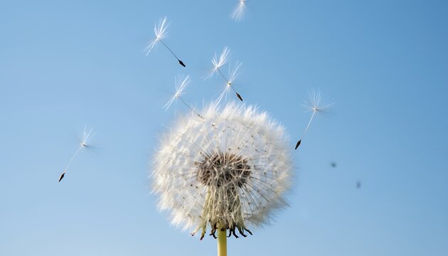 Delicate dandelion seeds float through a clear blue sky on a breezy day, symbolizing wishes and new beginnings