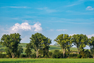 Obraz premium Trees in a meadow in Rheinhessen on a sunny autumn day under a bright blue 