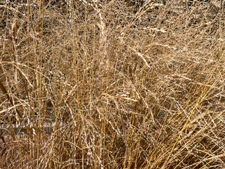dry grass in the wind