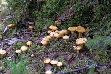 Chanterelles mushrooms. Yellow herd of many nice chanterelles in forest © Neils