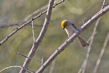 Verdin, Auriparus flaviceps, perched on a branch