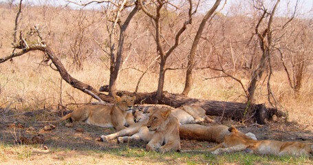 Five lionesses are resting in the shade of a large tree.