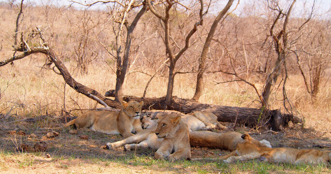 Five lionesses are resting in the shade of a large tree. - Powered by Adobe