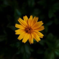 Moody Top View of a Single Orange-Yellow Daisy Flower Against a Dark, Deep Green Background