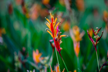 natural background of many species of plants that are laid out in the park, for the propagation of the species and to provide shade for those who stop by while traveling to study the ecology.