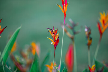 natural background of many species of plants that are laid out in the park, for the propagation of...