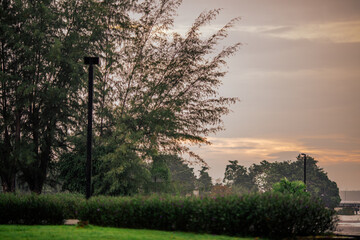 natural background of many species of plants that are laid out in the park, for the propagation of the species and to provide shade for those who stop by while traveling to study the ecology.