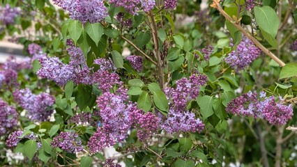 lavender flowers in the garden