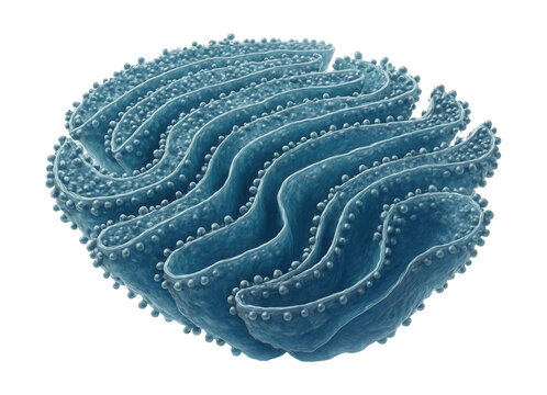 Rough endoplasmic reticulum with ribosome-rich membrane structures.