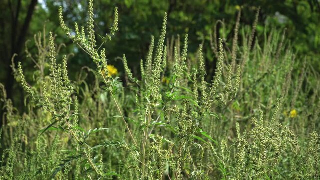 Botanical identification of ragweed (Ambrosia artemisiifolia): Medium view of stem, leaves and inflorescences