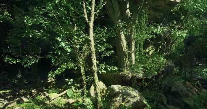 Sunlight filters through dense trees in a thriving green forest. Various types of plants surround rocky formations, creating a tranquil natural atmosphere in a serene environment.