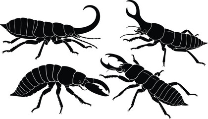 insect vector beetle silhouette