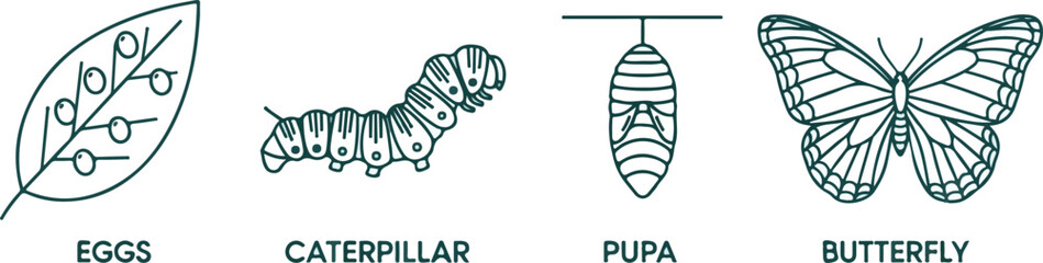 Butterfly life cycle Metamorphosis stages