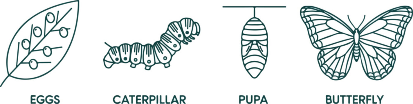 Butterfly life cycle Metamorphosis stages