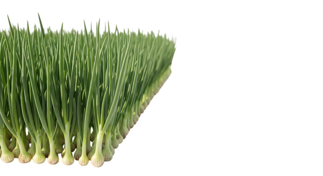 Row of fresh green spring onions with bulbs on, isolated on a transparent background, cutout, PNG