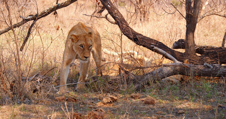 Young lioness walks through the savannah.