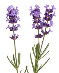 Obraz premium Purple lavender flower stalks isolated on a transparent background
