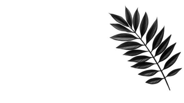 Black Leaf on Transparent Background