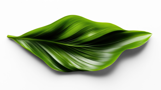 Lush Green Leaf on Transparent Background