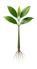 Obraz premium Mangrove seedling featuring long green leaves and thin roots.