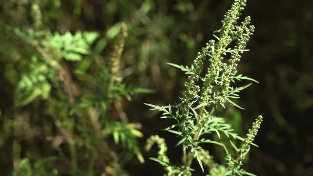 Blooming Ragweed Plant: Anatomy of an Allergen & Weed Identification. Medium shot of stems and flower spikes